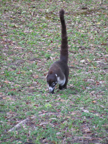 Coatimundis wandered all over the site