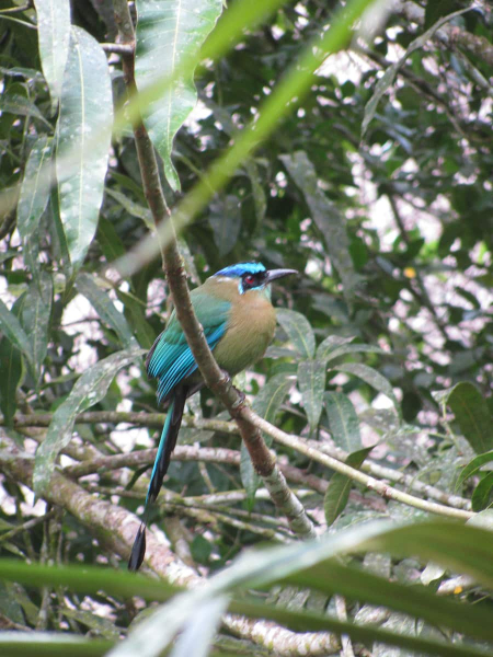 A blue-crowned motmot, seen from the balcony of our hotel at Tikal, the Jaguar Inn