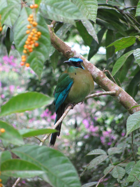 The motmot posed for us for several minutes!