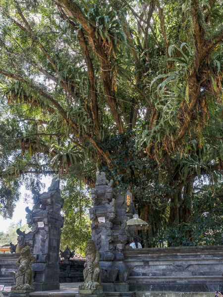 At the entrance to Tirta Empul is an enormous fig tree covered in ferns