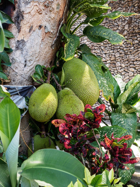 A jackfruit tree (we've eaten that fruit in cooked dishes)