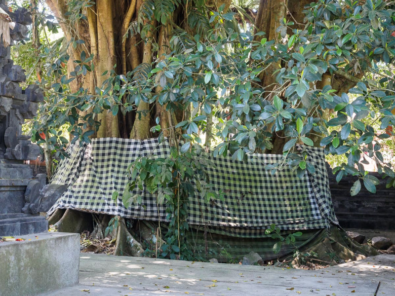 The tree, which is considered holy, has been enclosed by the walls of a shrine and wrapped in a sarong, like a ceremonial statue