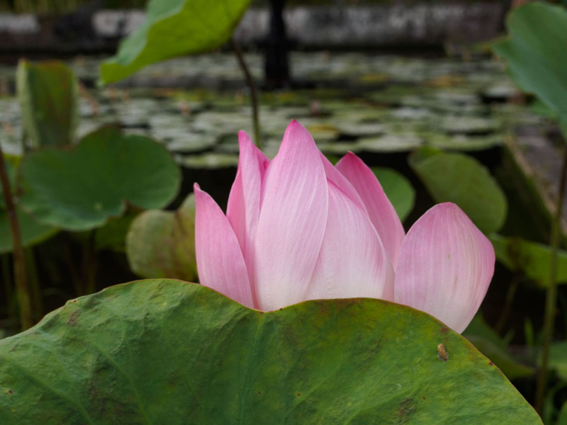 A lotus blossom emerging from being a leaf