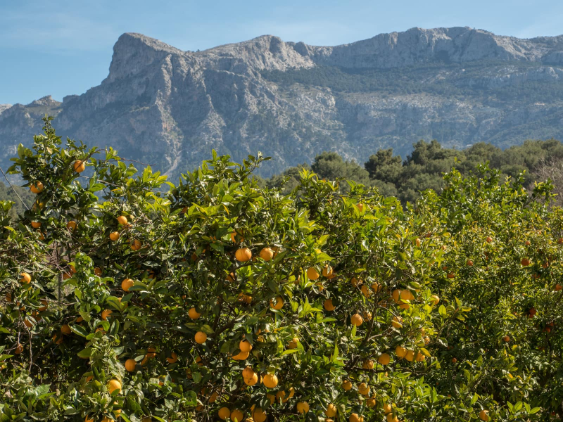 The Soller area is famous for its oranges, which used to be prized in southern France