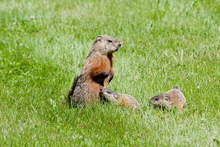 Our yard had lots of wildlife, include a family of woodchucks who liked eating the garden