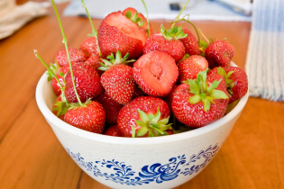 Strawberries from the garden of our house sit in Burlington, Vermont, in 2009