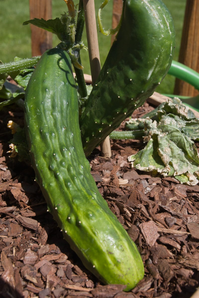Abundant cucumbers