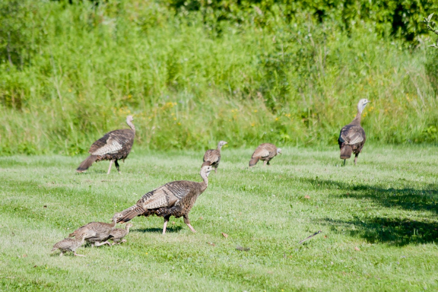 An extended family of wild turkeys