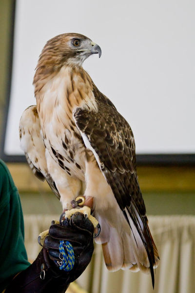 Raptors at the Vermont Institute of Natural Science in Quechee