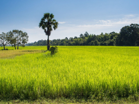 The beautiful green rice fields that surround Cambodian villages in November
