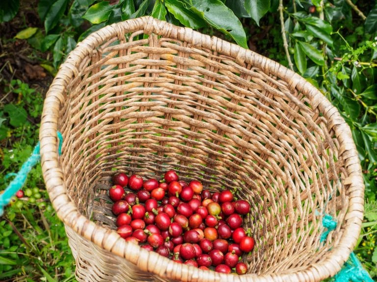 From Colombia to Your Cup