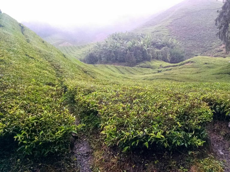 Tea and Moss and Lots of Rain