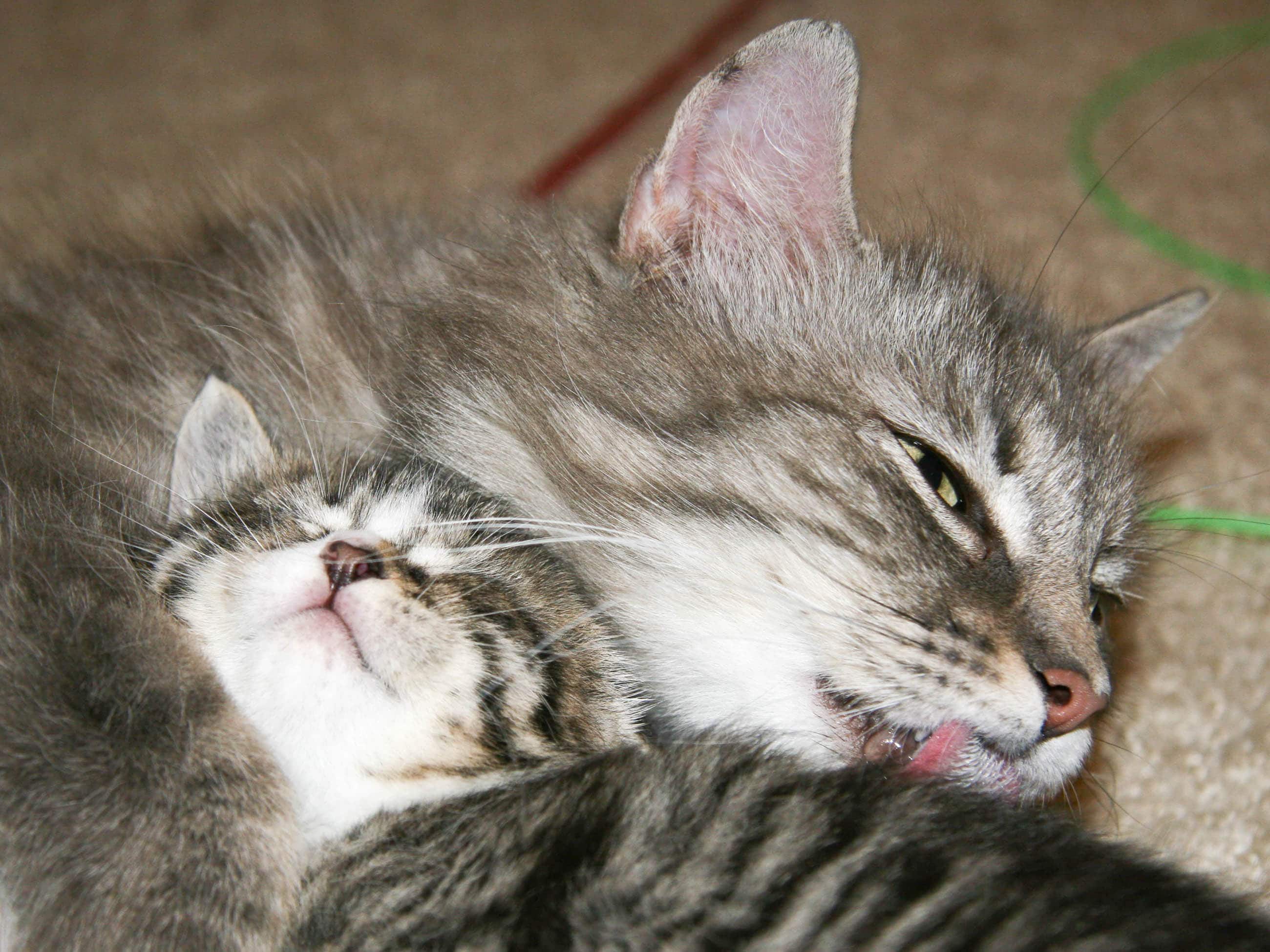 Who Doesn’t Love Kittens?