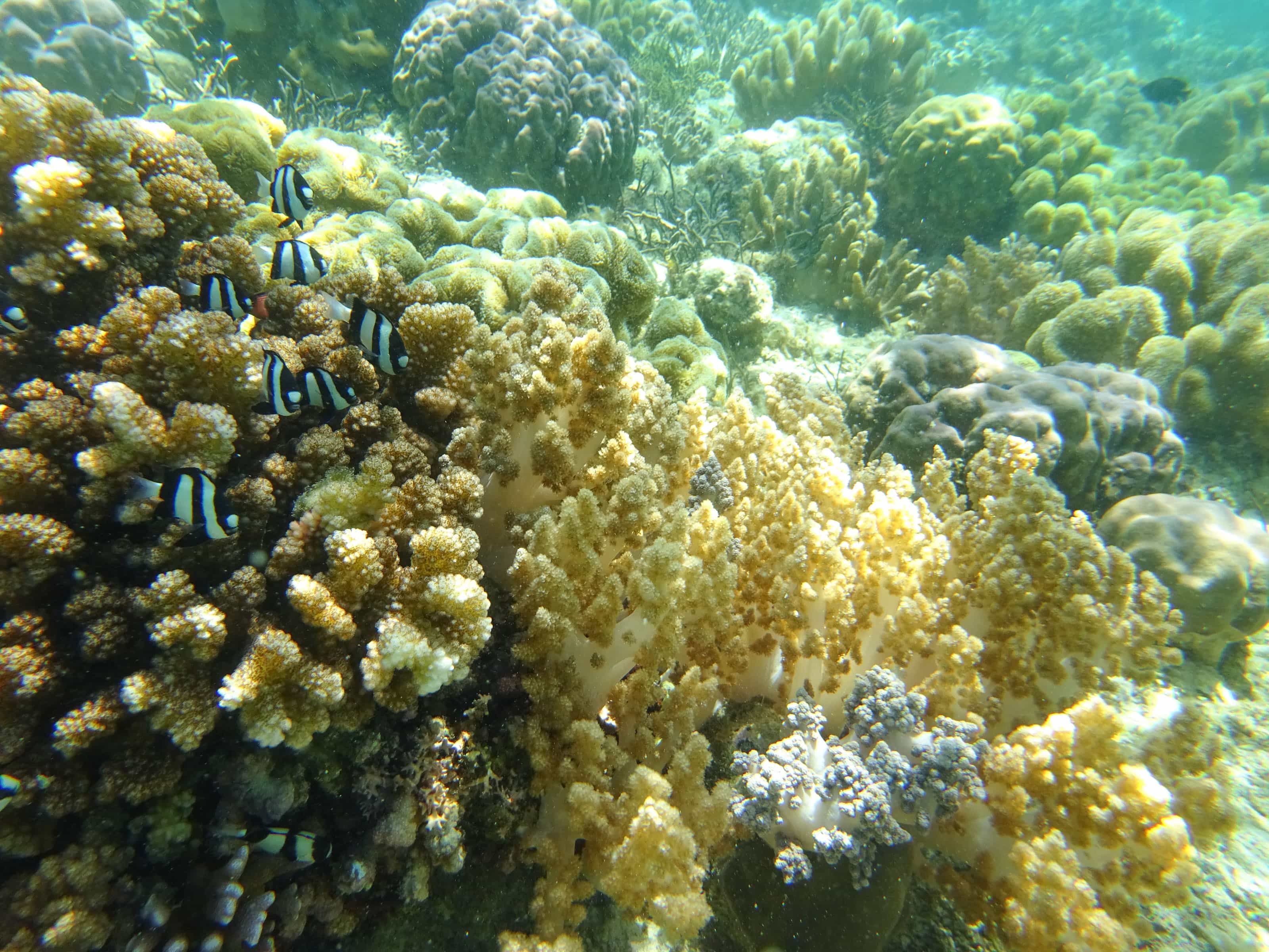 Humbug damselfish on a coral reef