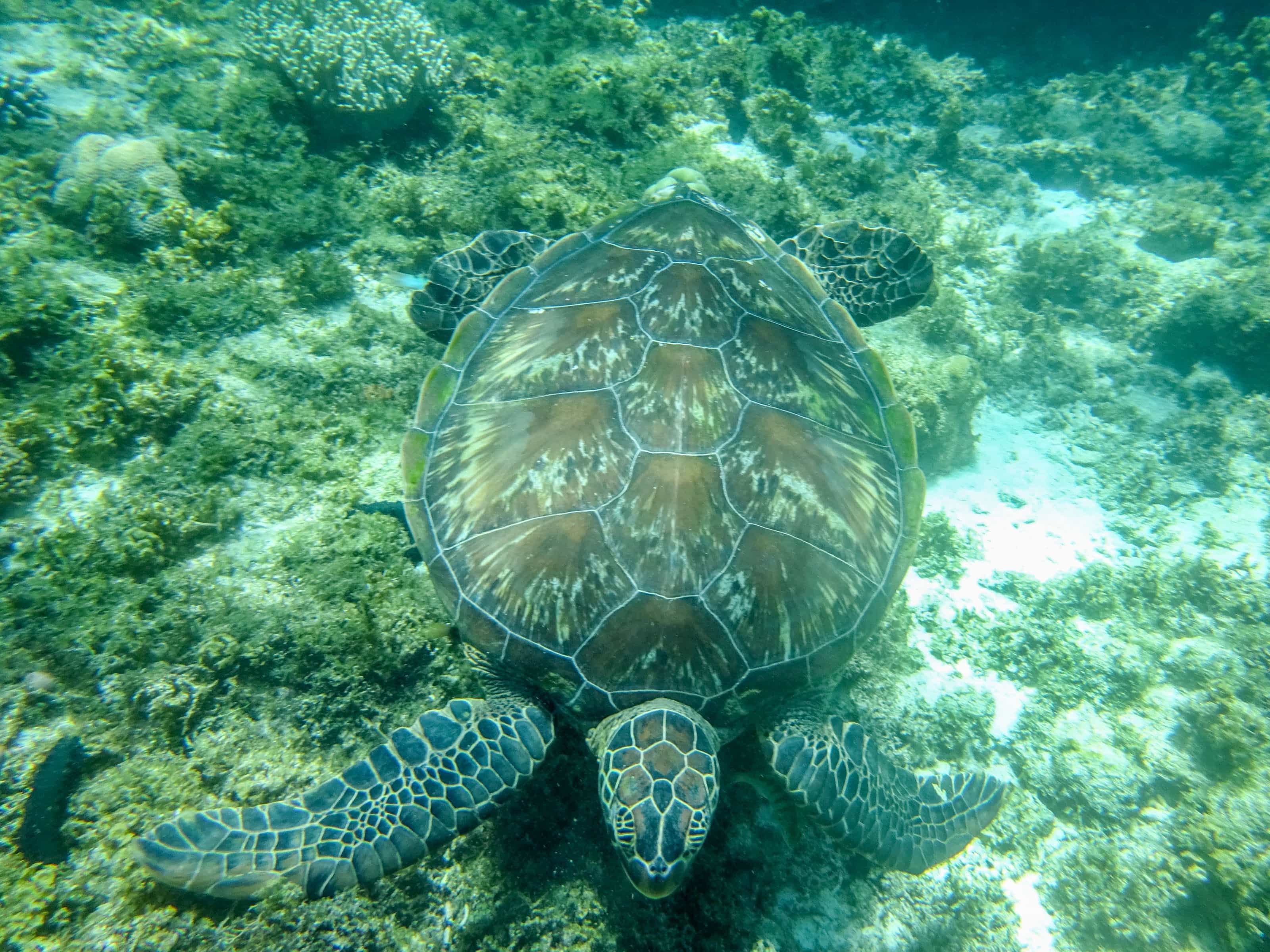 Sea turtle swimming over shallow reef