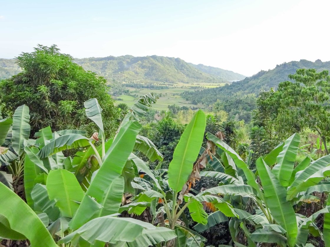 Jungle and green hills in Negros