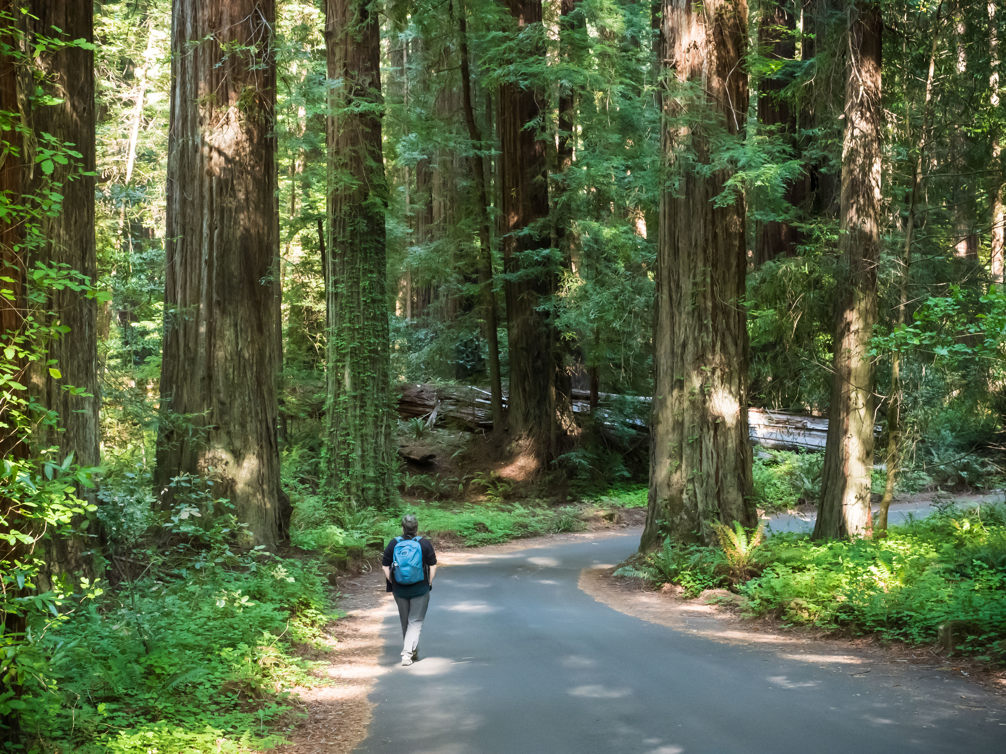 Figure walking among huge redwood trees