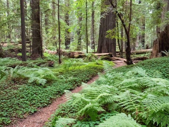 Ferns and wild sorrel in a redwood grove