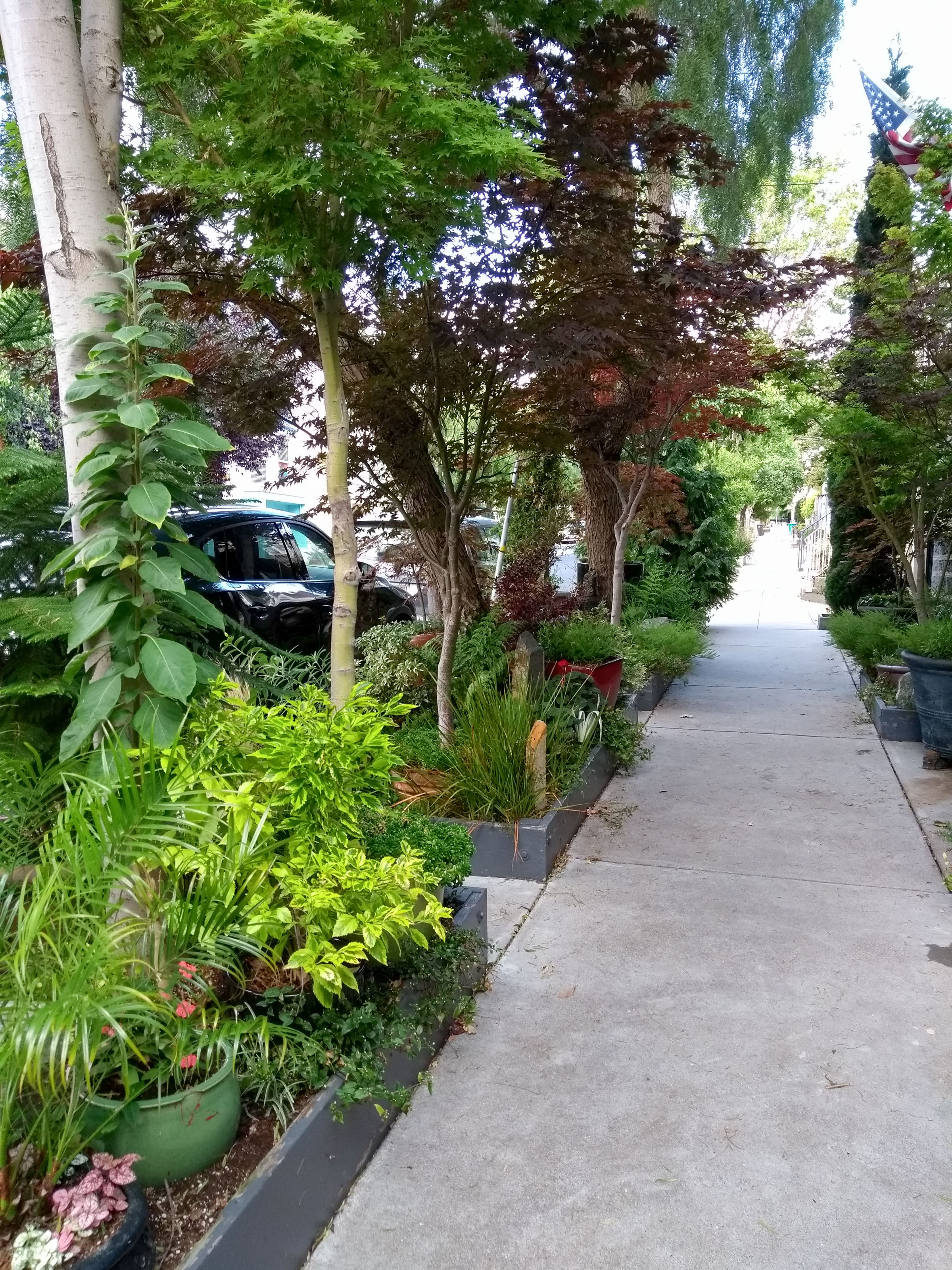 Sidewalk garden with green plants and trees