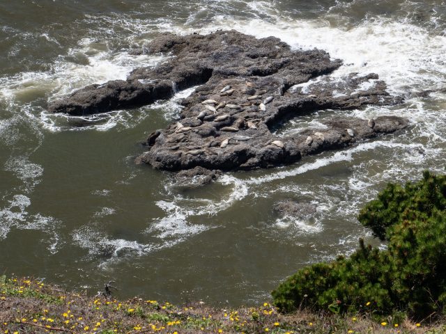 Harbor seals sleeping on rocks 
