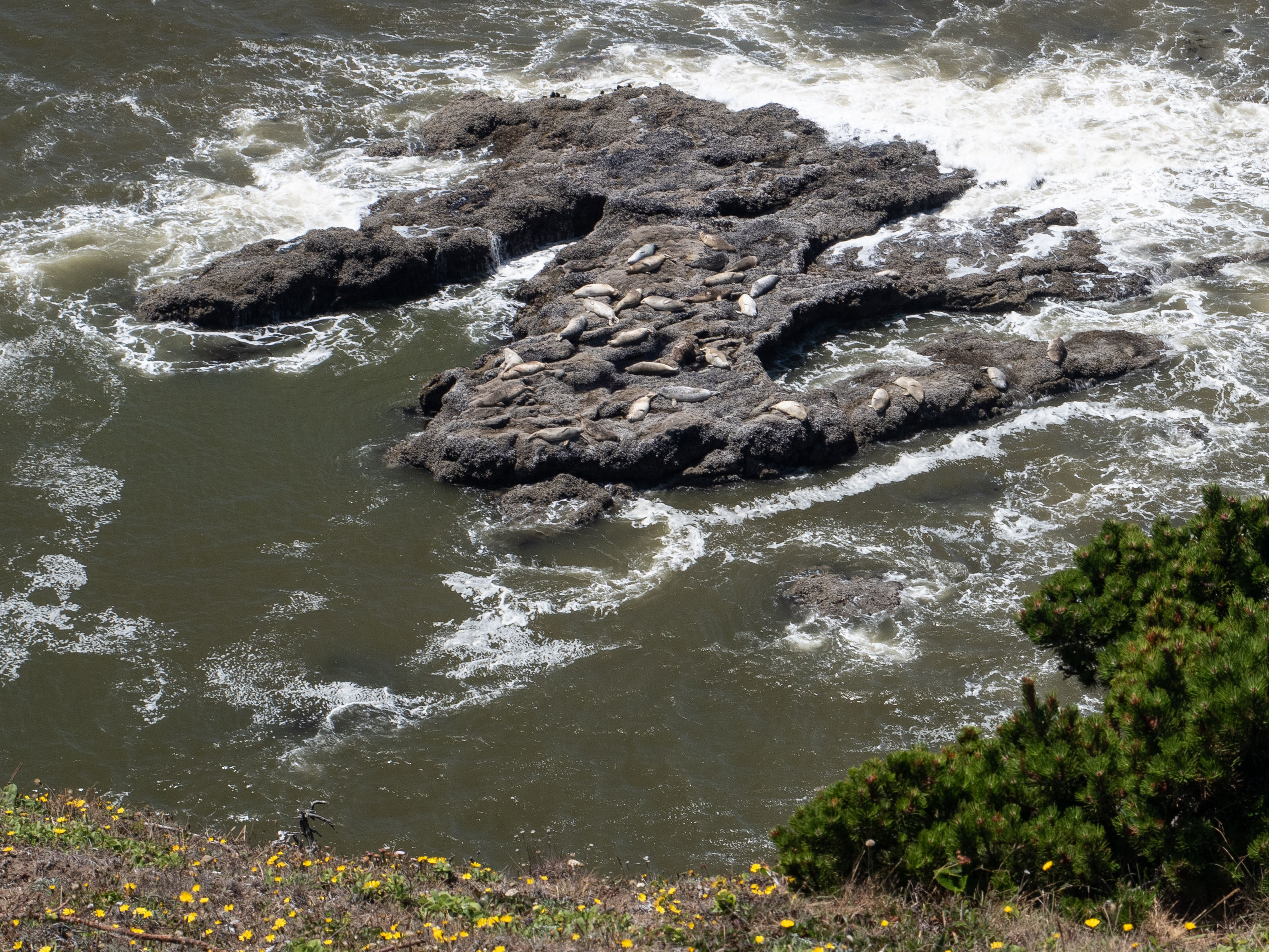 Harbor seals sleeping on rocks