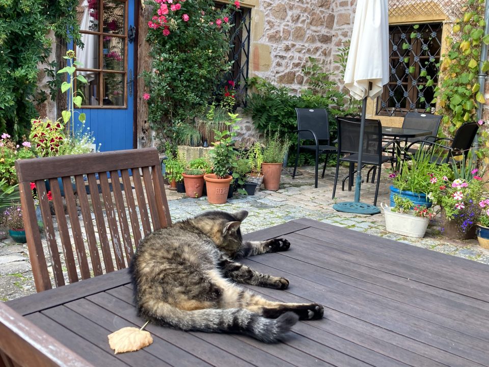 Tabby cat on table in courtyard