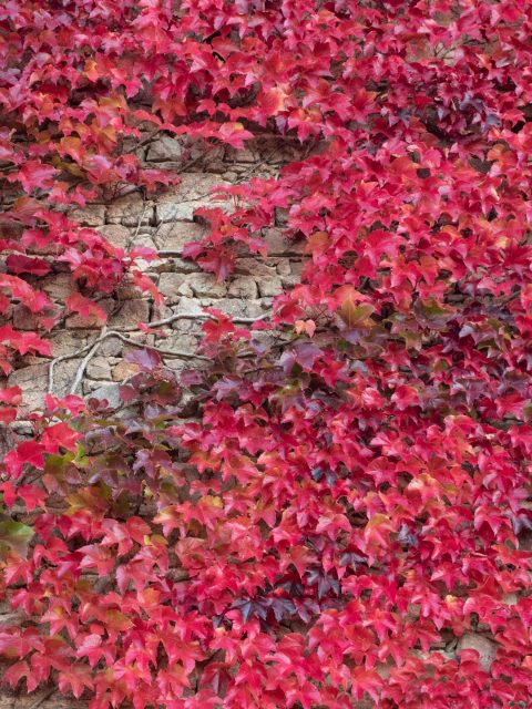 Red vine leaves climbing up gray stone wall