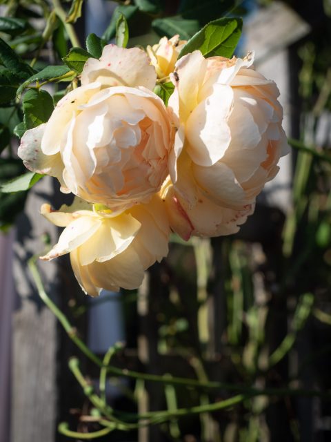 Trio of big pale yellow roses