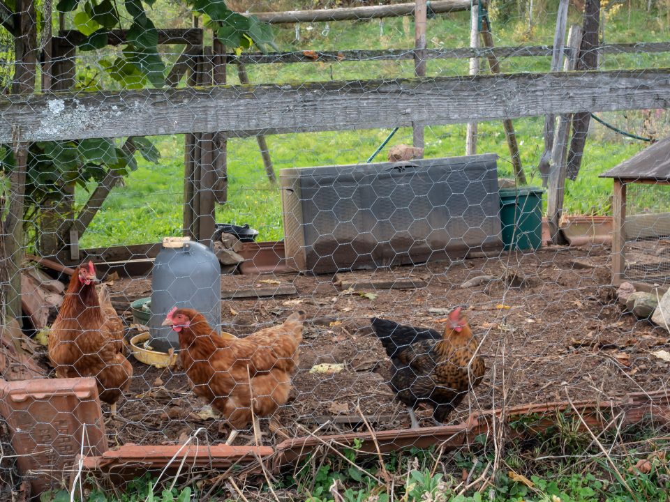 Red and black hens in a chicken wire enclosure