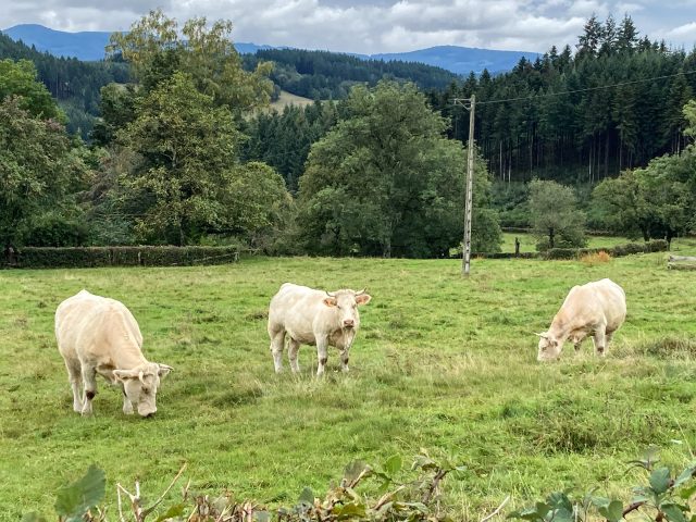 Three while Charollais cows in a green field