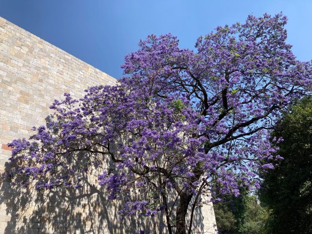 Blooming purple tree in front of stone wall and blue sky