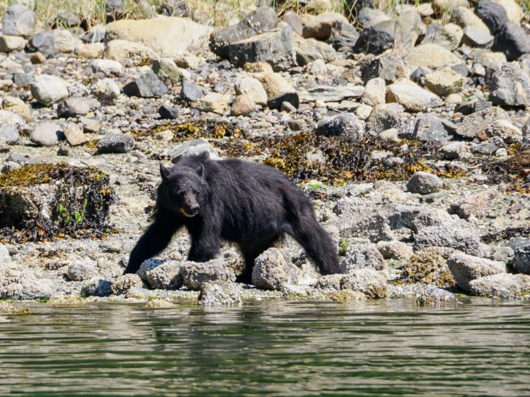 Wild Vancouver Island: Whales and Bears and Eagles