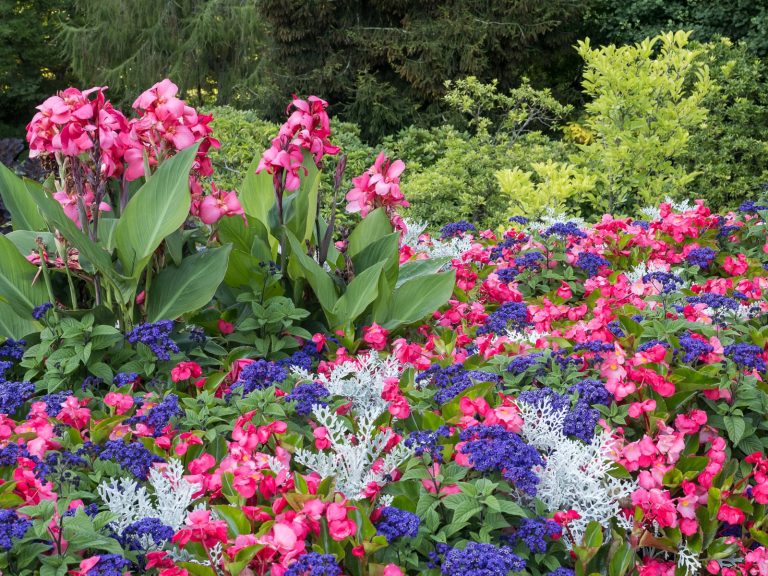 A Profusion of Flowers