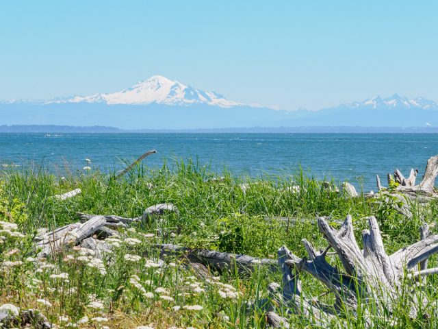 Sunny meadow, blue water, and snow-covered mountain on the horizon