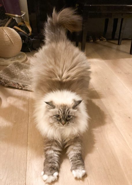 Large fluffy gray and white cat stretching in "down dog" position