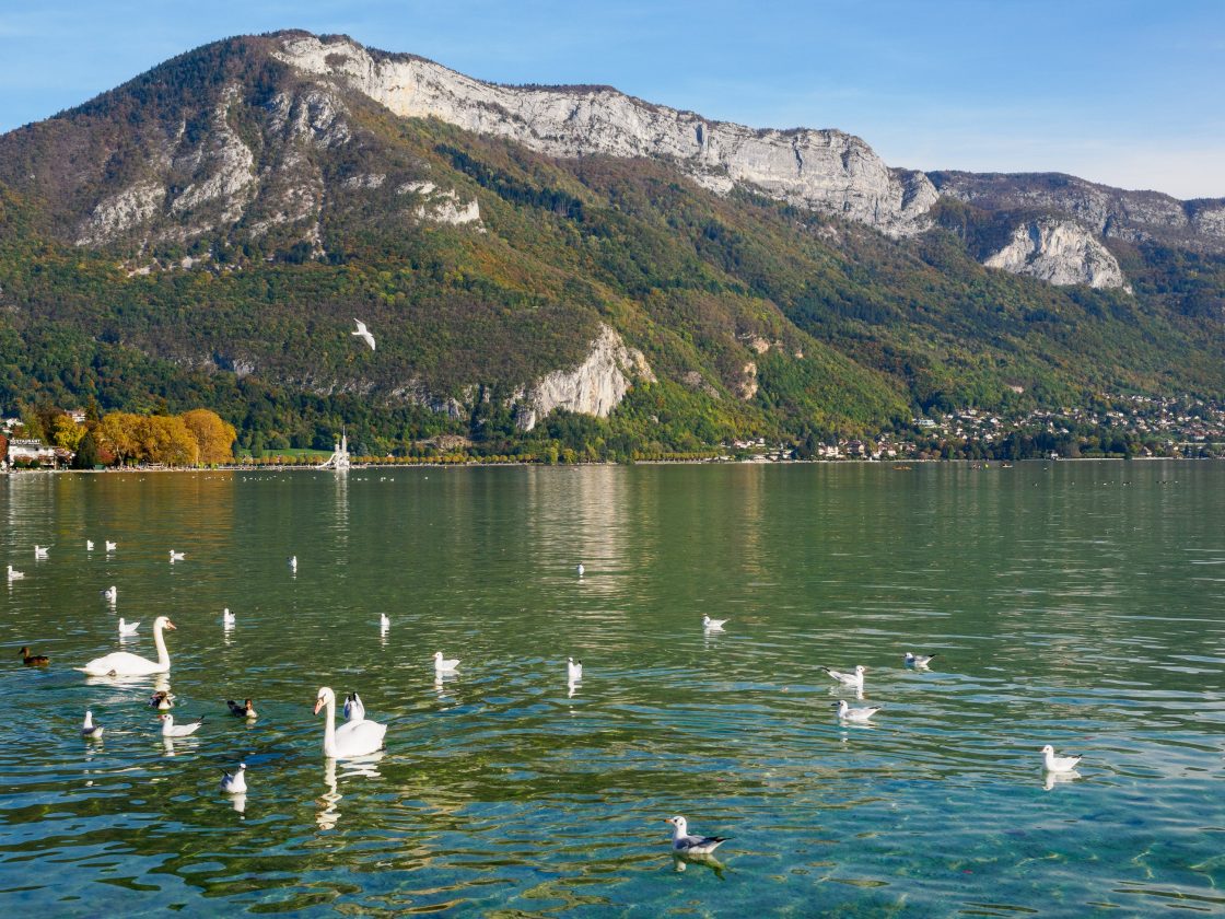 Blue-green lake with swans and seagulls on the water, yellow trees and limestone mountain in the distance