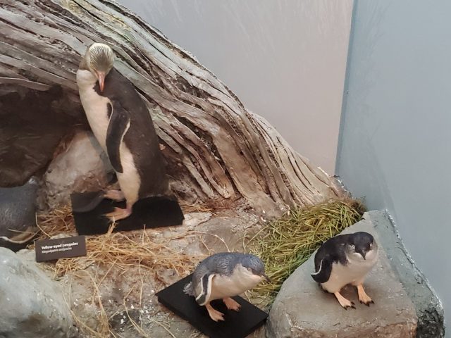 Museum diorama of a large yellow-eyed penguin and two little blue penguins