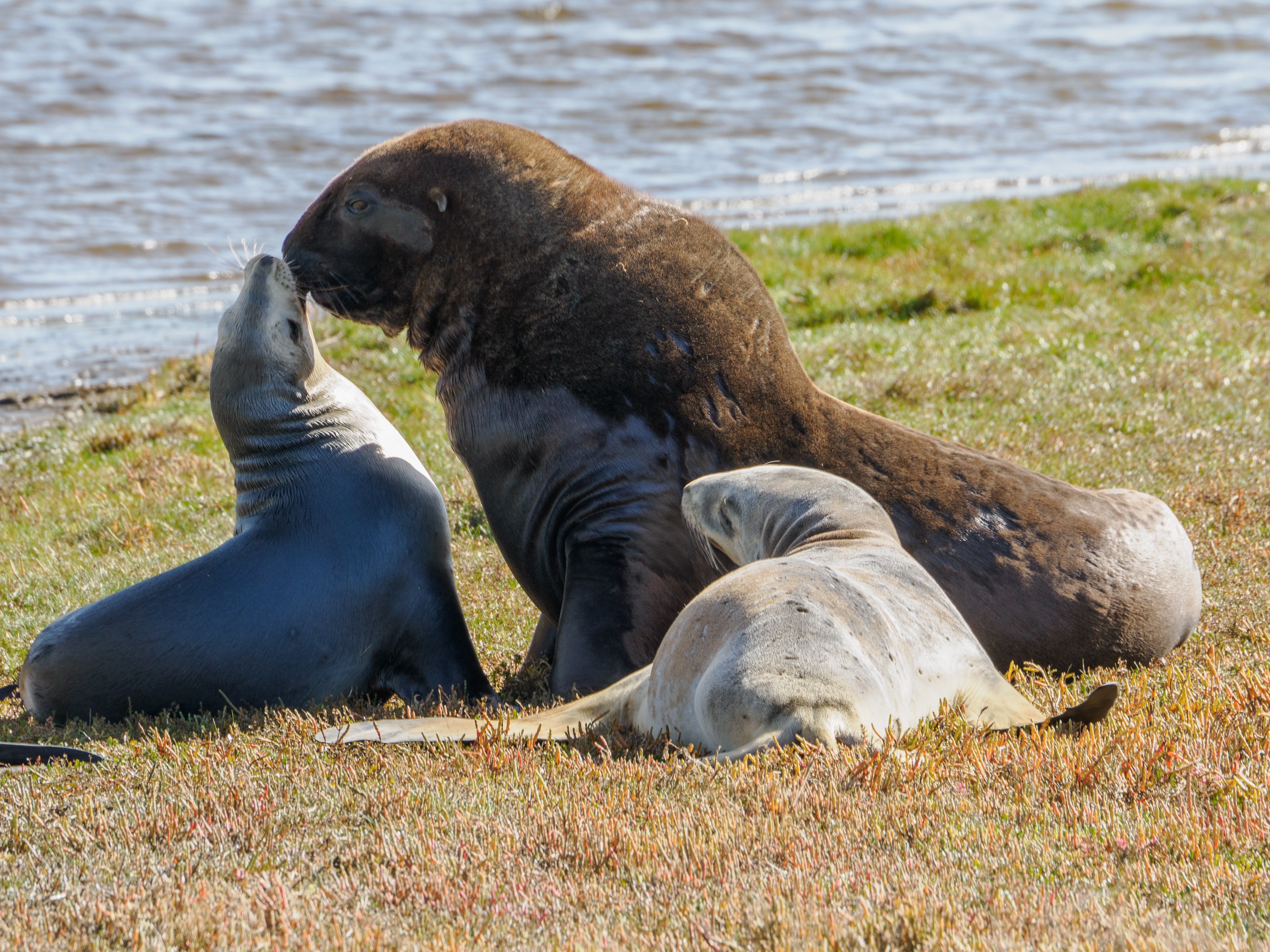 Large brown bull sea lion looming over smaller gray cow on grassy bank next to water