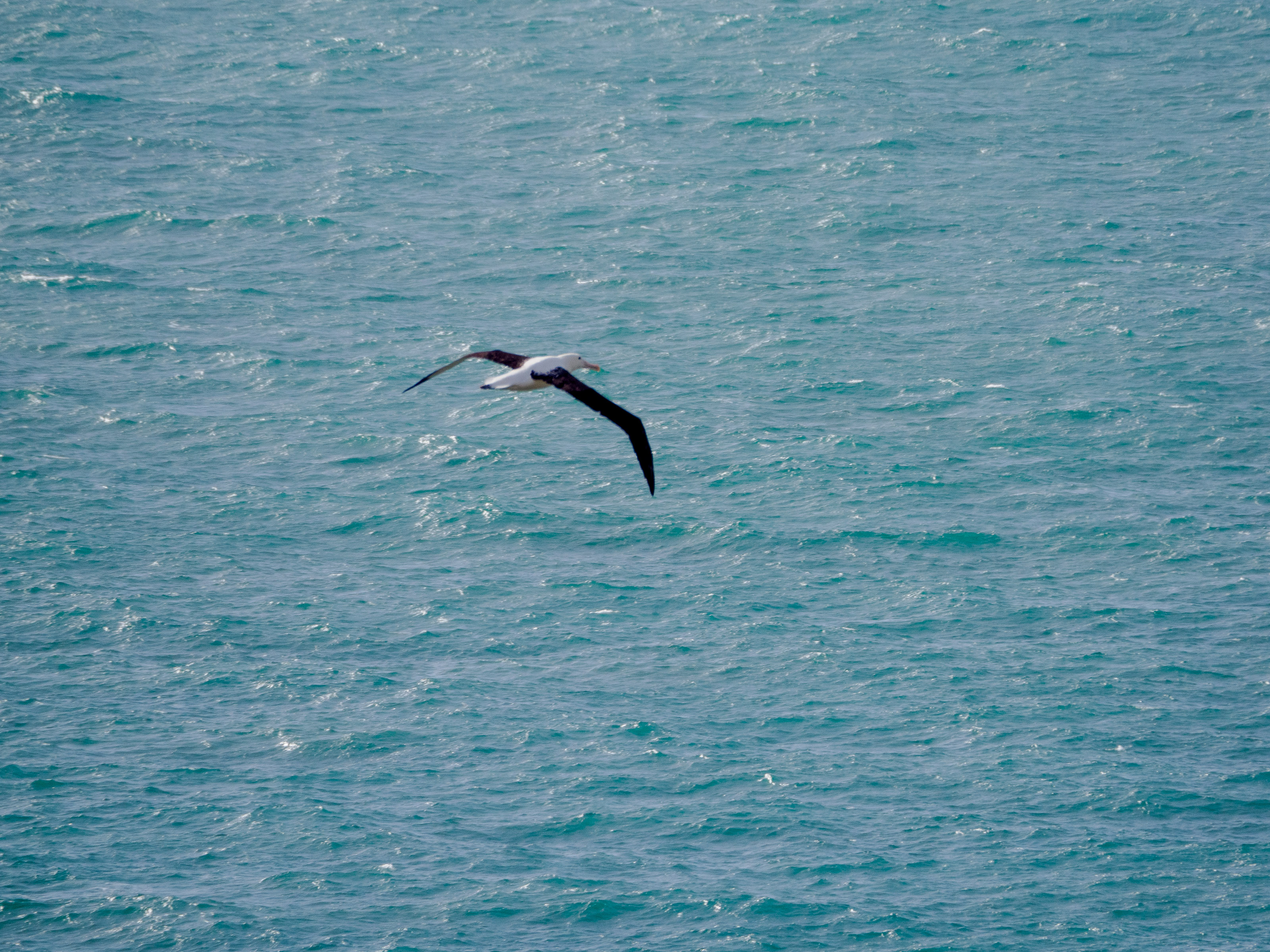Royal albatross gliding with black wings outstretched over water background