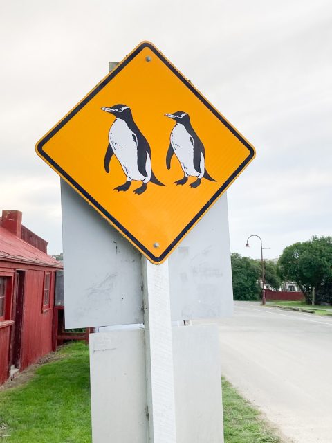 Orange road sign with picture of two white and black penguins