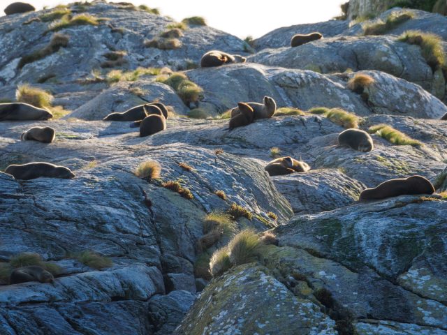 Sunlit seals on a large rock