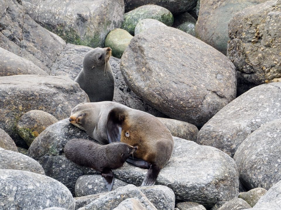 Mother seal and nursing pup lying on big gray rocks while another seal stands behind them with its head up