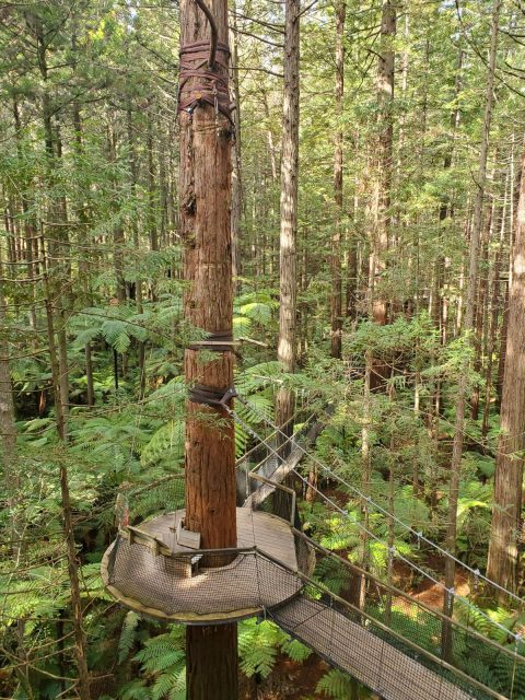 Thin straight redwood trunk with circular wooden platform around it and walkway leading to the platform