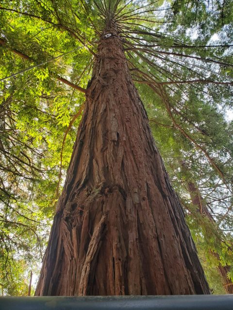Looking up the trunk of a tall redwood to the green canopy