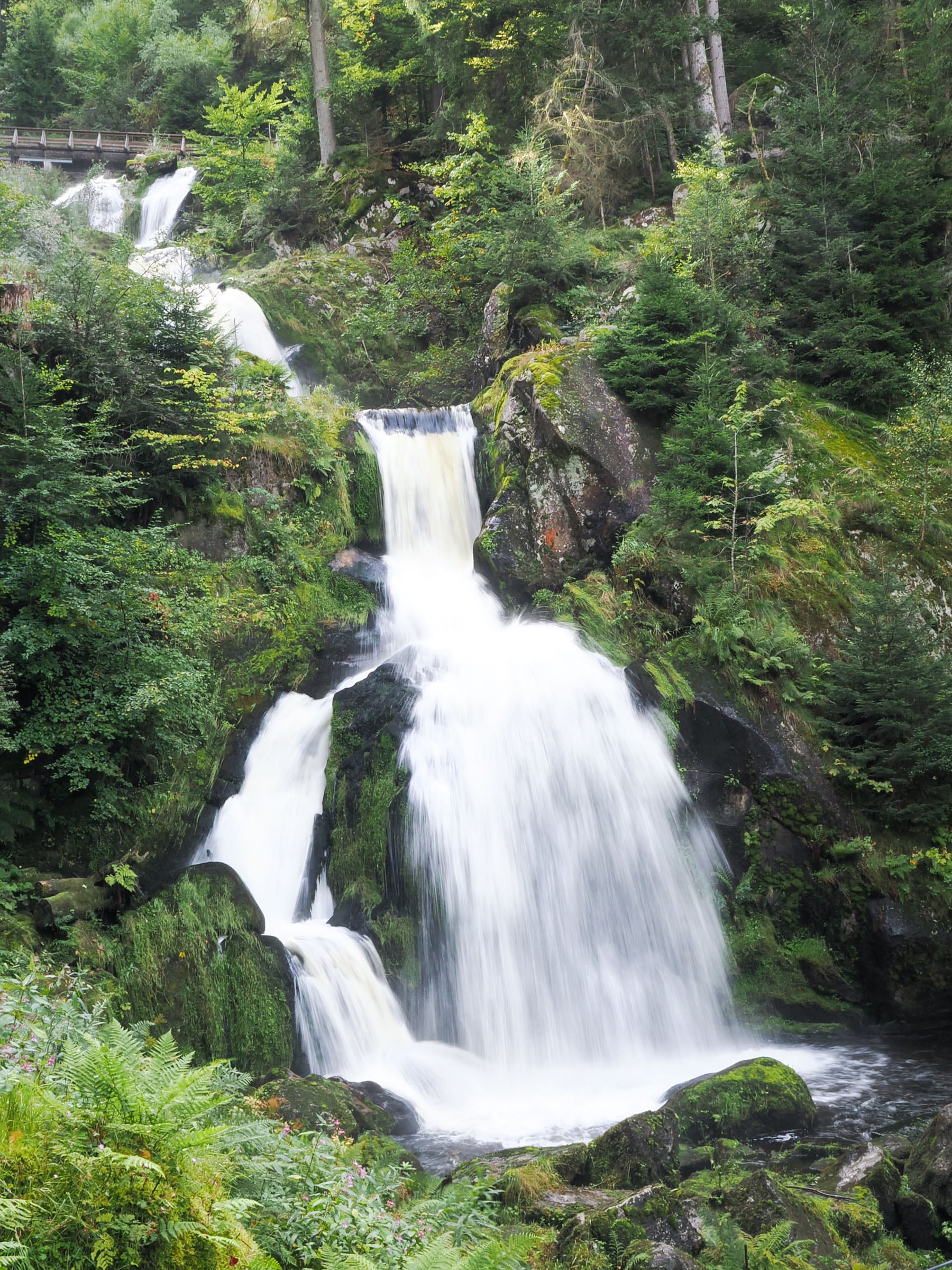 central_black_forest-1