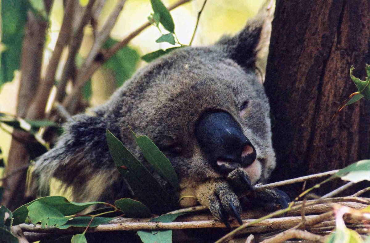 Koala sleeping in tree