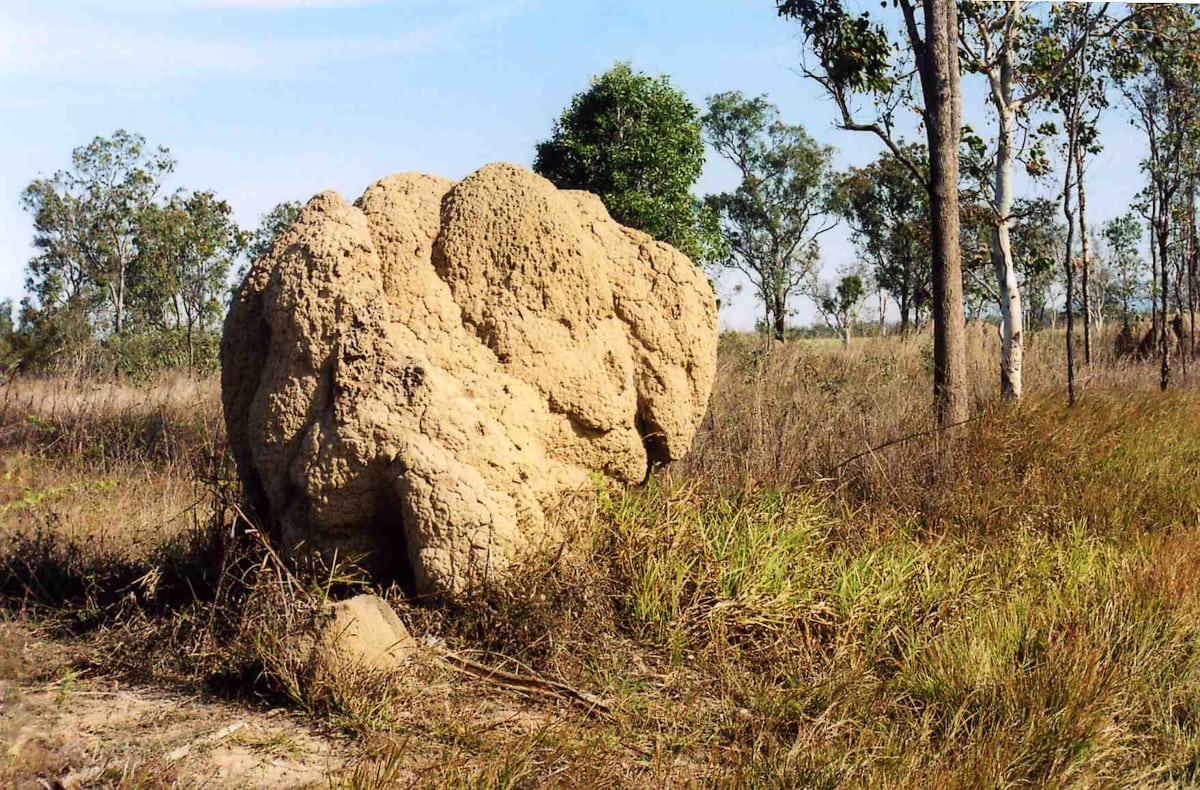 Boulder-size termite mound