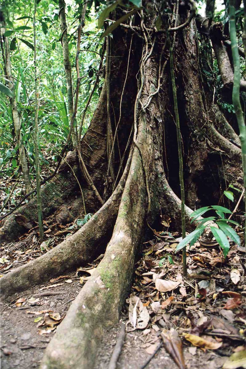 Tree with big roots