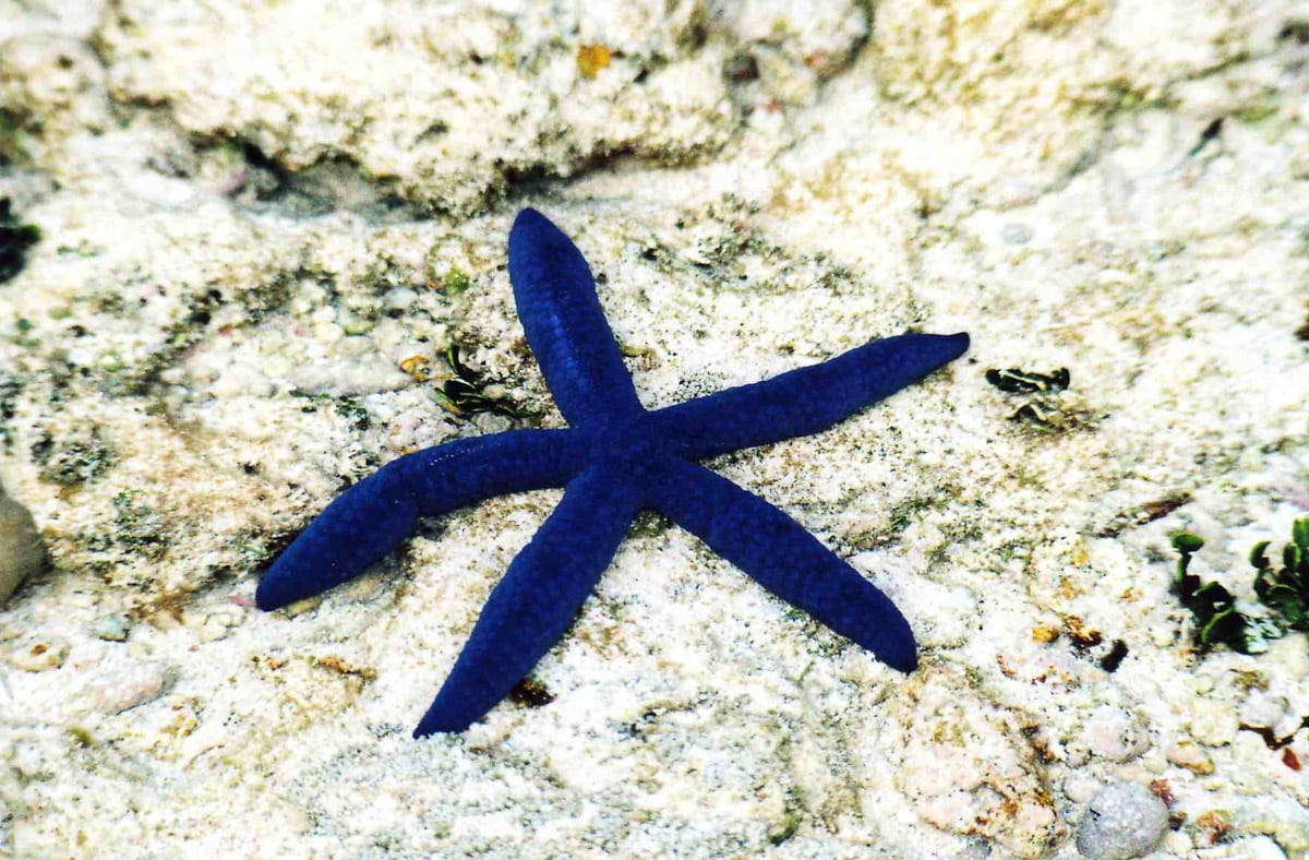 Dark blue starfish